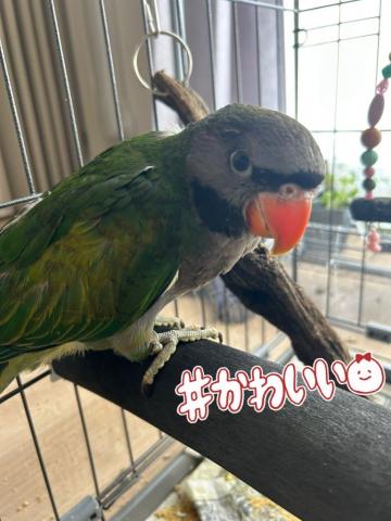 オオダルマインコ【大阪府・女の子・2025年6月20日生まれ】 - ペット