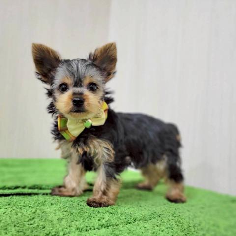 ヨークシャーテリア - 子犬や子猫たちのペット販売情報が満載「ペット