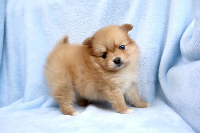 ポメラニアン可愛い❣️★表示価格は生体価格、ワクチン、マイクロチップ、生命、先天性病気保障、など諸費用全部含むの総額です! ★ご来店お待ちしております。