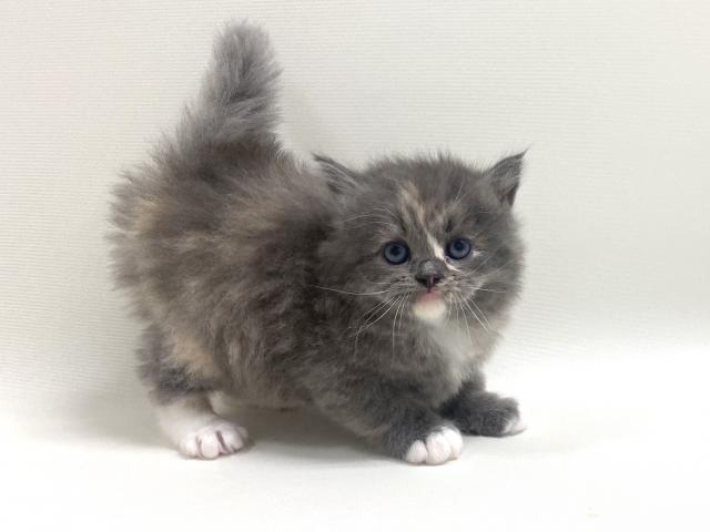 サイベリアン💕猫アレルギー有る方にお勧め猫種💕 - 子犬や子猫