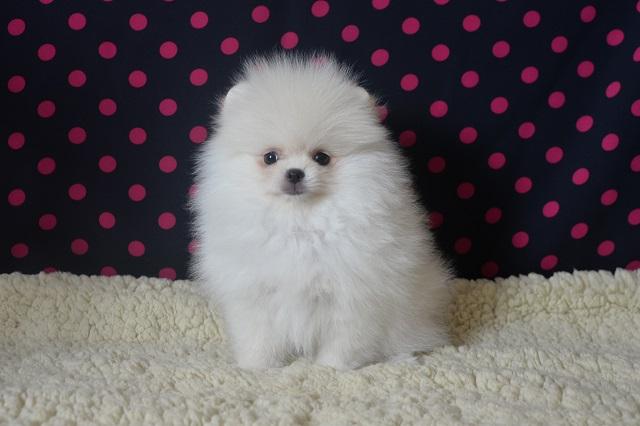 ポメラニアン - 子犬や子猫たちのペット販売情報が満載「ペット