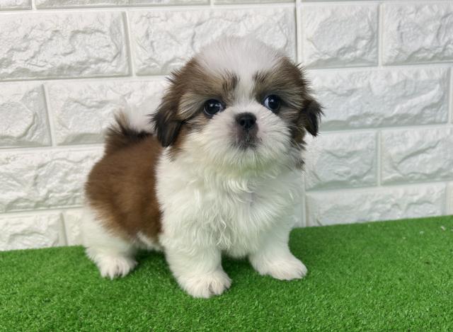 ☆受付☆シーズー シーズー - 子犬や子猫たちのペット販売情報が満載「ペットステーション」
