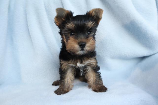 ヨークシャーテリア可愛い❣️★表示価格は生体価格、ワクチン、マイクロチップ、生命、先天性病気保障、など諸費用全部含むの総額です! ★ご来店お待ちしております。