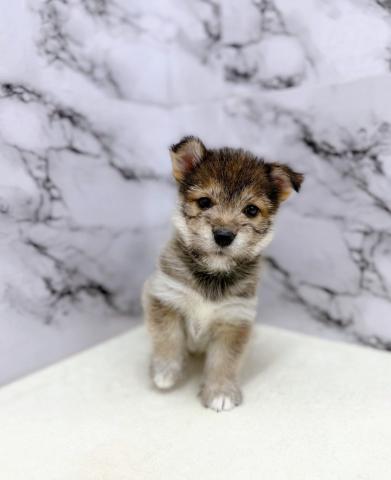 MIX豆柴犬×(マルチーズ×ハスキー)【動画あり】やさしい顔立ちが魅力の