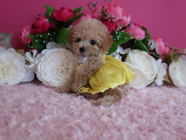 トイプードルマイクロティーカッププードル予想の女の子です - 子犬や