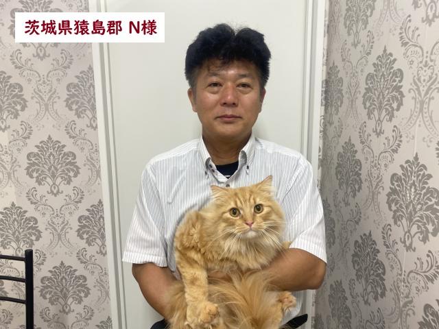 サイベリアン 💕猫アレルギー有る方にお勧め猫種💕 - 子犬や子猫たちの