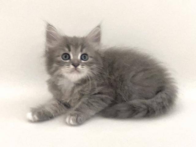 猫アレルギー氏 アレルギーのある人のための低アレルギー性の猫種 10 種