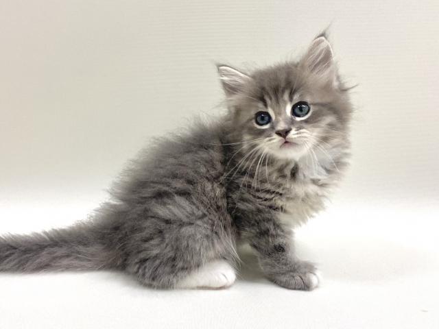 サイベリアン💕猫アレルギー有る方にお勧め猫種💕 - 子犬や子猫