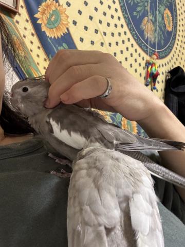 オカメインコ ホワイトフェイスノーマル - 子犬や子猫たちのペット販売 