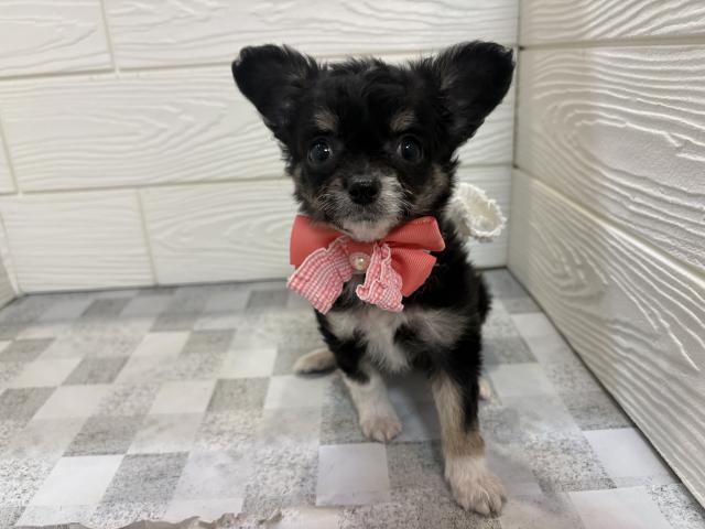 チワワ(ロングコート)