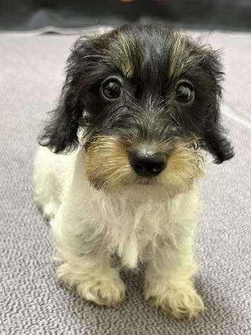 ミニチュアダックスフンドワイヤーダックス - 子犬や子猫たちのペット