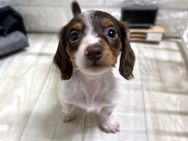 ミニチュアダックスフンド☆*ﾟレアカラー*☆ - 子犬や子猫たちのペット