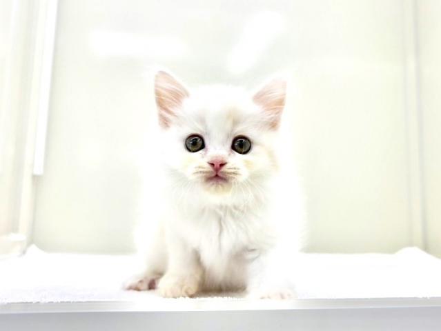 ラガマフィン子猫♡しずくちゃん♡アートドール♡ぬいぐるみ♡ 6912c31390eb15.67392679.jpg
