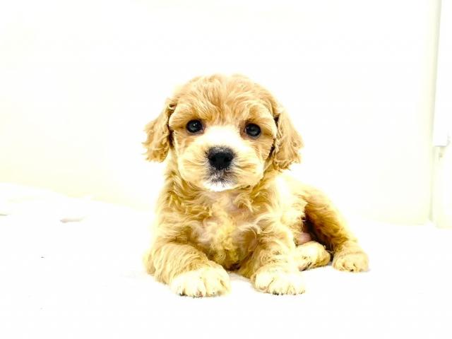 ドイツ　ビンテージ　ハーマン　テリア＆ブラックプードル　ペア ドイツ ビンテージ ハーマン テリア＆ブラックプードル ペア