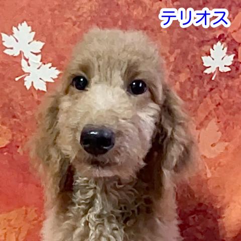 MIXラブラドゥードル