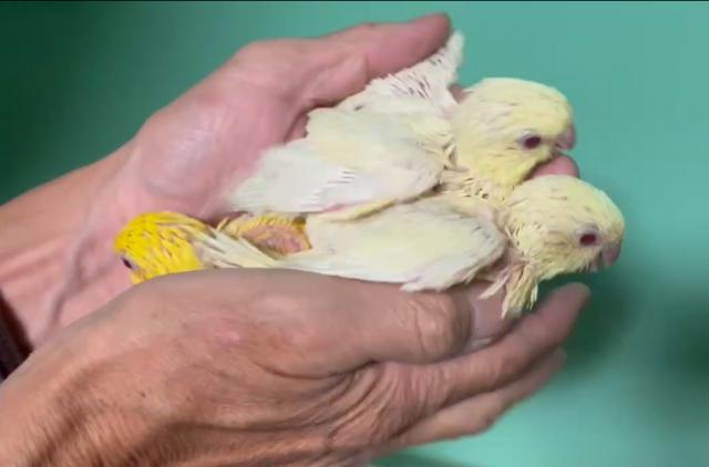 サザナミインコ クリームイノ - 子犬や子猫たちのペット販売情報が満載