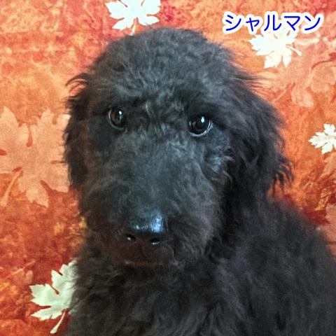 MIXラブラドゥードル