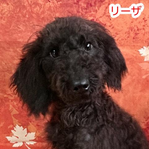 MIXラブラドゥードル