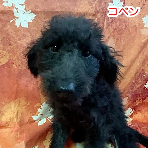 MIXラブラドゥードル