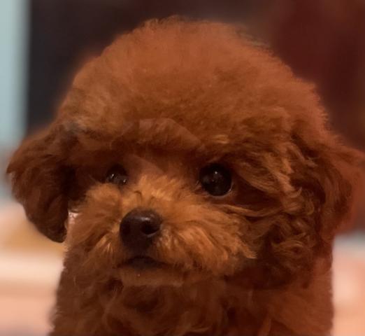 トイプードル土日限定サプライズ特価🉐✨気品溢れる超極上プレミア