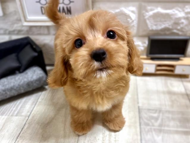 MIX☆*ﾟダップー*☆ - 子犬や子猫たちのペット販売情報が満載「ペット
