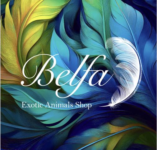🪽Belfa 🪽の外観