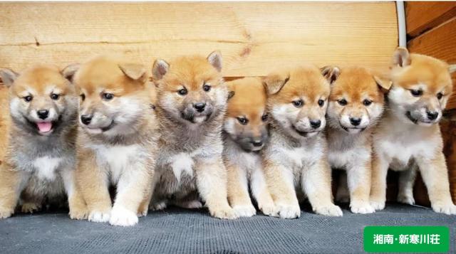 犬のお風呂屋さん わんピースの写真(神奈川県寒川町)