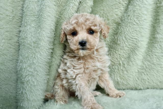 MIX可愛い❣️★表示価格は生体価格、ワクチン、マイクロチップ、生命、先天性病気保障、など諸費用全部含むの総額です! ★ご来店お待ちしております。