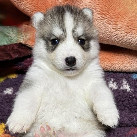 シベリアンハスキー - 子犬や子猫たちのペット販売情報が満載「ペット