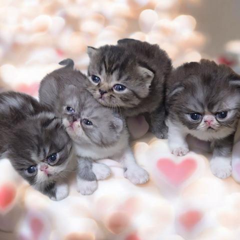 花よりにゃんこの外観