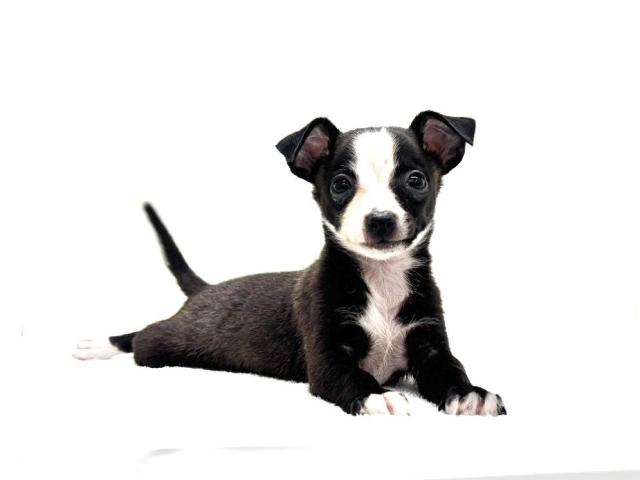 MIXチワワ×イタグレ977 - 子犬や子猫たちのペット販売情報が満載