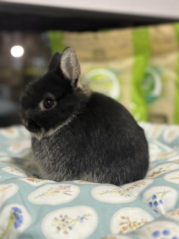 純血種ネザーランドドワーフ - 子犬や子猫たちのペット販売情報が満載