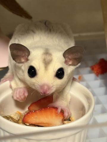 もふり隊ん（三重県） - 子犬や子猫たちのペット販売情報が満載