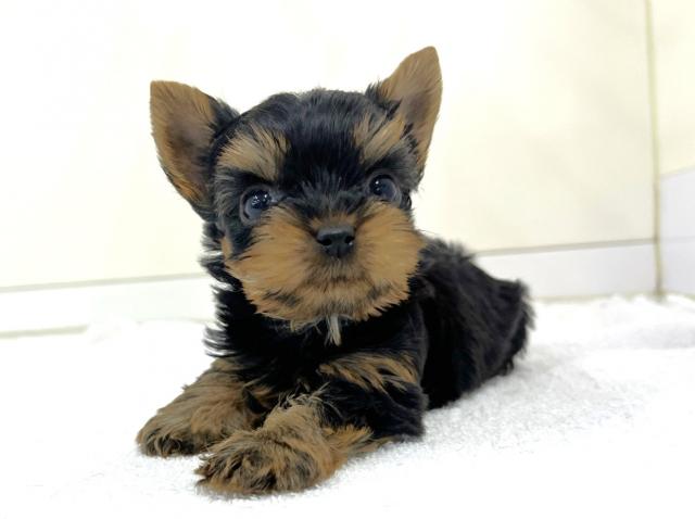 ヨークシャーテリア - 子犬や子猫たちのペット販売情報が満載「ペット