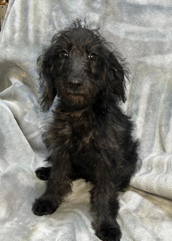 MIXラブラドゥードルF1b