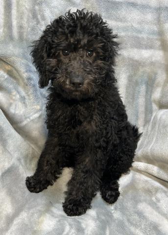 MIXラブラドゥードルF1b