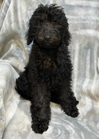 MIXラブラドゥードルF1b