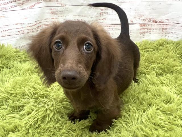 ミニチュアダックスフンド - 子犬や子猫たちのペット販売情報が満載