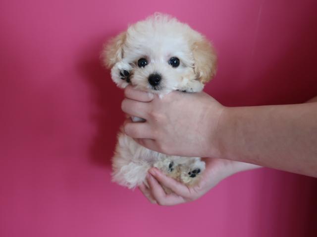 トイプードルマイクロティーカッププードル 生後40日で346ℊ - 子犬や