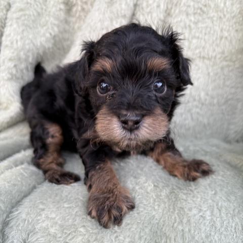 MIX可愛い❣️★表示価格は生体価格、ワクチン、マイクロチップ、生命、先天性病気保障、など諸費用全部含むの総額です! ★ご来店お待ちしております。