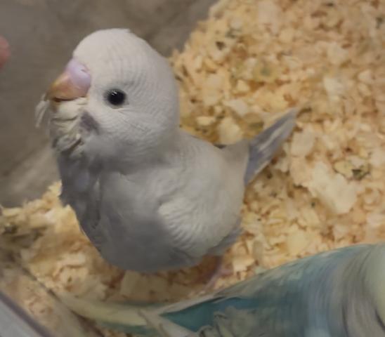 セキセイインコ - 子犬や子猫たちのペット販売情報が満載「ペット