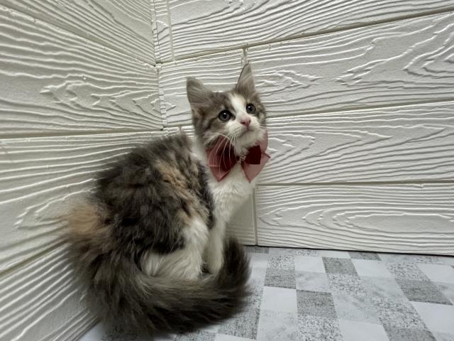 ノルウェージャンフォレストキャット