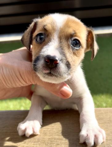 ジャックラッセルテリア - 子犬や子猫たちのペット販売情報が満載