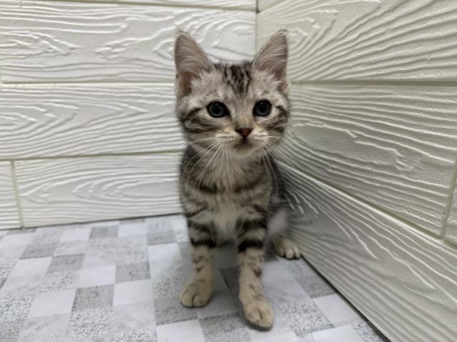 アメリカンショートヘアー