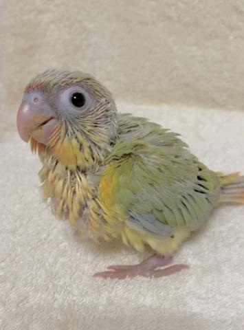 ミントワキコガネ ウロコインコ - 子犬や子猫たちのペット販売情報が