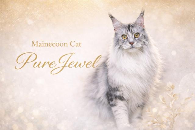 Cattery PureJewelの外観