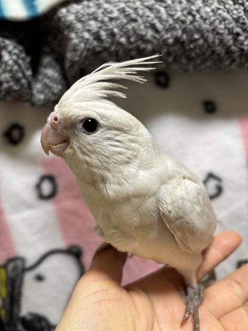 オカメインコ ホワイトフェイスドミナントシルバーダブルファクター