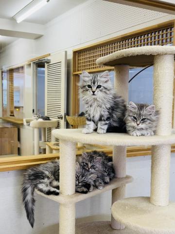 Sweet Pamiサイベリアン専門キャッテリーの外観