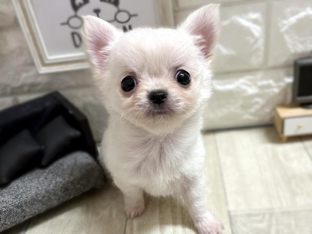 チワワ（ロングコート） - 子犬や子猫たちのペット販売情報が満載