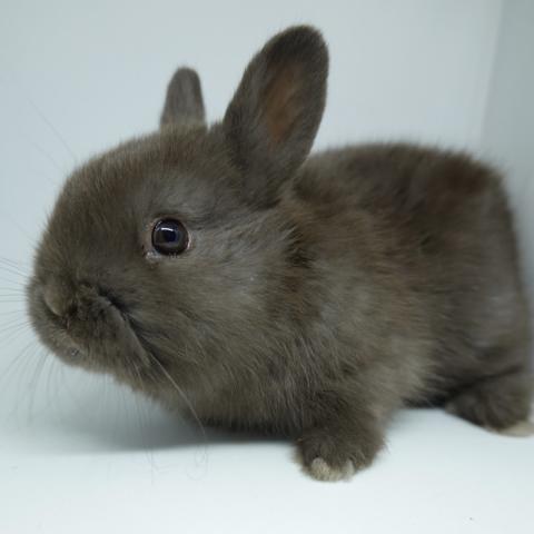 ネザーランドドワーフ（チョコレート） - 子犬や子猫たちのペット販売